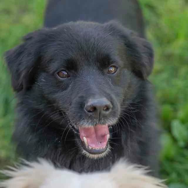Lulu, mixed breed for adoption at SPA de Loire Atlantique, Nantes