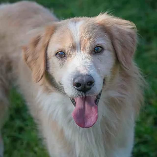 Sable, mixed breed for adoption at SPA de Loire Atlantique, Nantes