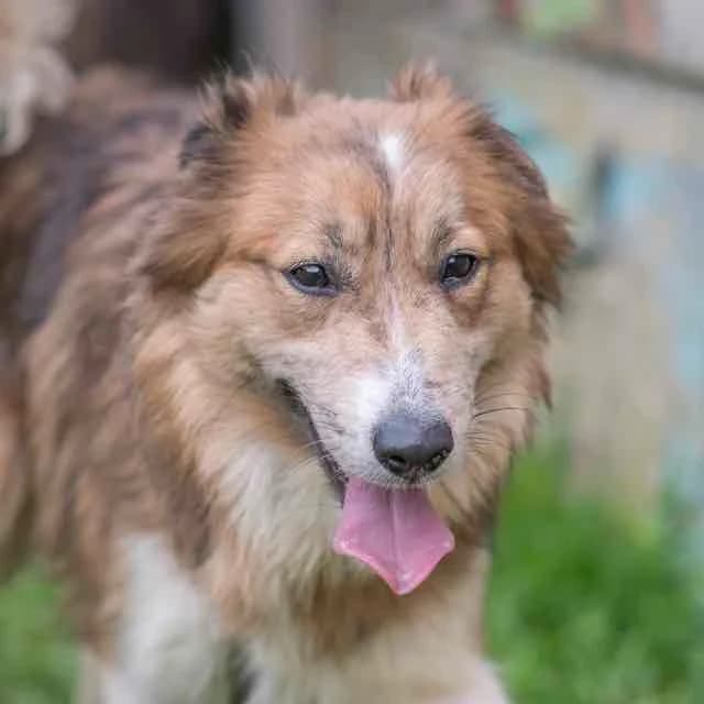 E.T, mixed breed for adoption at SPA de Loire Atlantique, Nantes