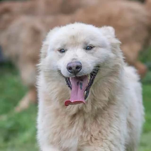 Sanka, mixed breed for adoption at SPA de Loire Atlantique, Nantes