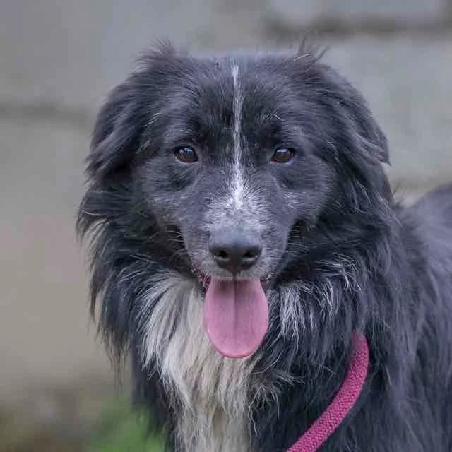 Spielberg, Border Collie for adoption at SPA de Loire Atlantique, Nantes