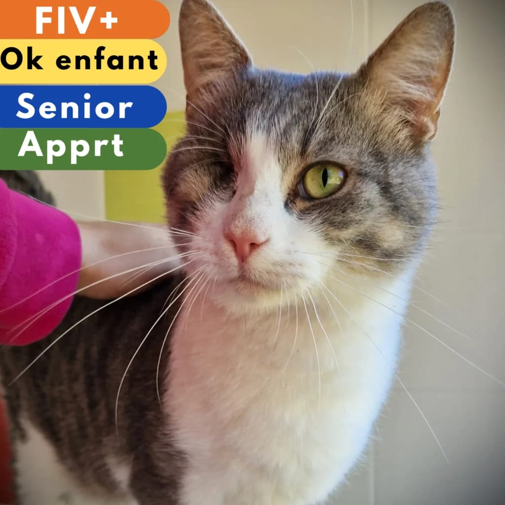 Scrogneugneu, Mixed Breed for adoption at SPA de Loire Atlantique, Nantes