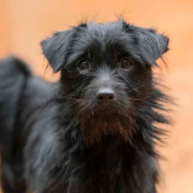 Princesse, Yorkshire Terrier for adoption at SPA de Loire Atlantique, Nantes