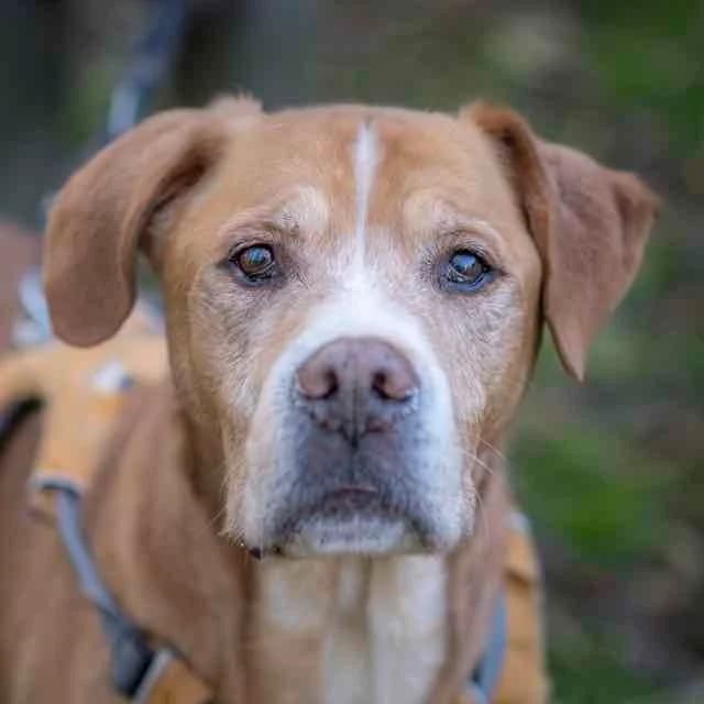 Omer, Mixed Breed for adoption at SPA de Loire Atlantique, Nantes