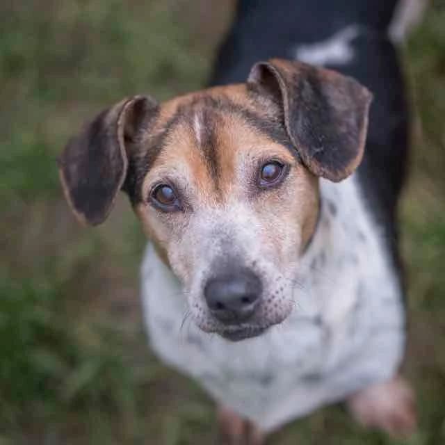Schmilblick, Mixed Breed for adoption at SPA de Loire Atlantique, Nantes
