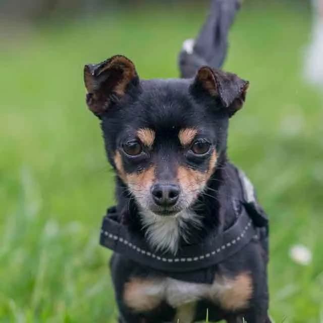 Caporal, male 6yo Chihuahua for adoption at SPA de Loire Atlantique, Nantes