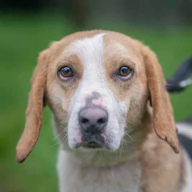 Amiral, Mixed Breed for adoption at SPA de Loire Atlantique, Nantes