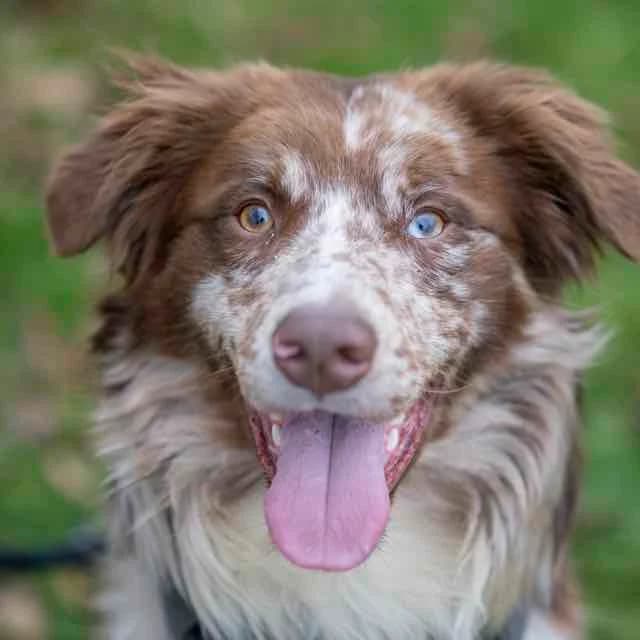 Zal, Mixed Breed for adoption at SPA de Loire Atlantique, Nantes