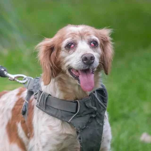 Visa, Mixed Breed for adoption at SPA de Loire Atlantique, Nantes