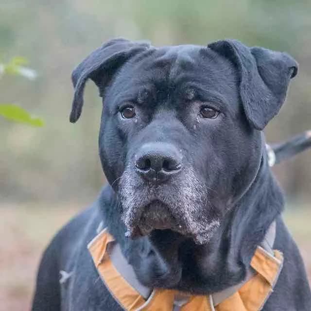 Cat 53618, Cane Corso for adoption at SPA de Loire Atlantique, Nantes