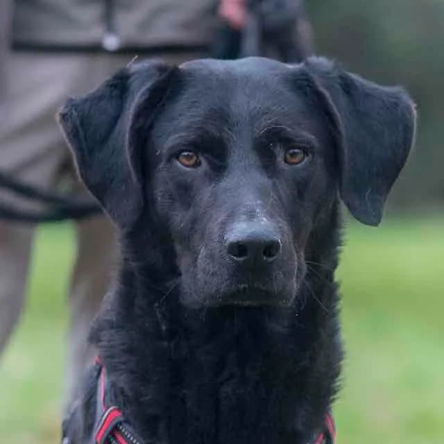Motus, Labrador Retriever for adoption at SPA de Loire Atlantique, Nantes