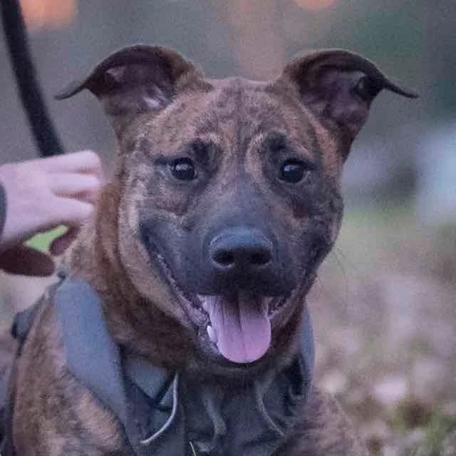 Vendetta, mixed breed for adoption at SPA de Loire Atlantique, Nantes