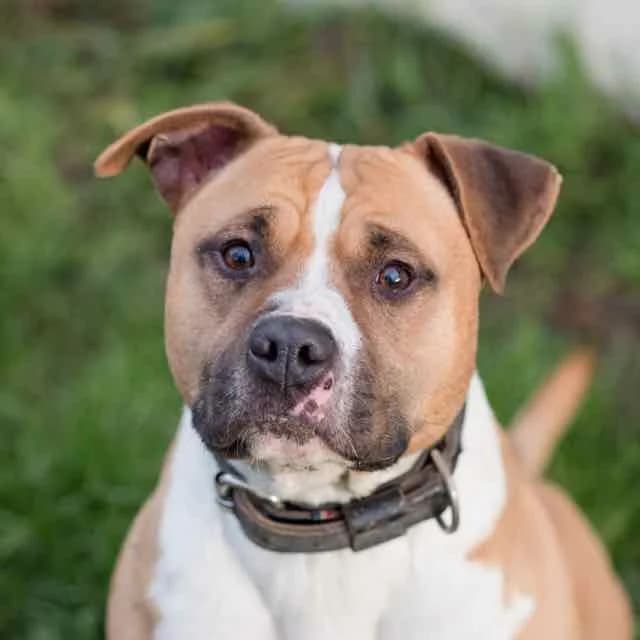 Saphir, Mixed Breed for adoption at SPA de Loire Atlantique, Nantes
