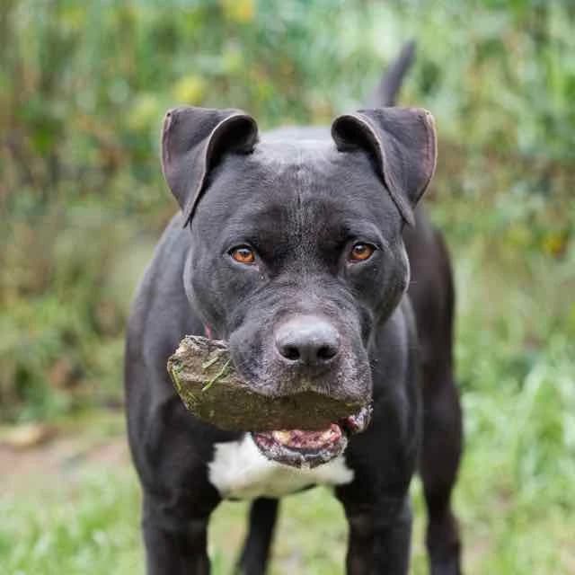 Paolo, American Staffordshire Terrier for adoption at SPA de Loire Atlantique, Nantes