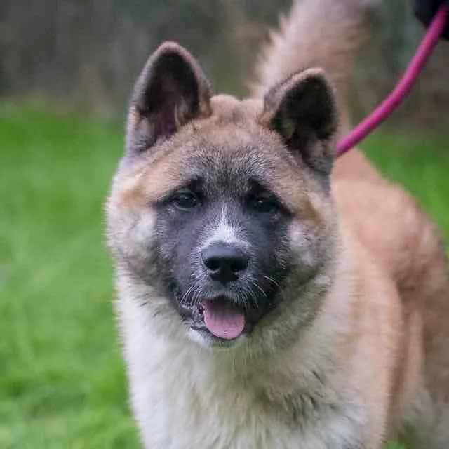 Stallone, Mixed Breed for adoption at SPA de Loire Atlantique, Nantes
