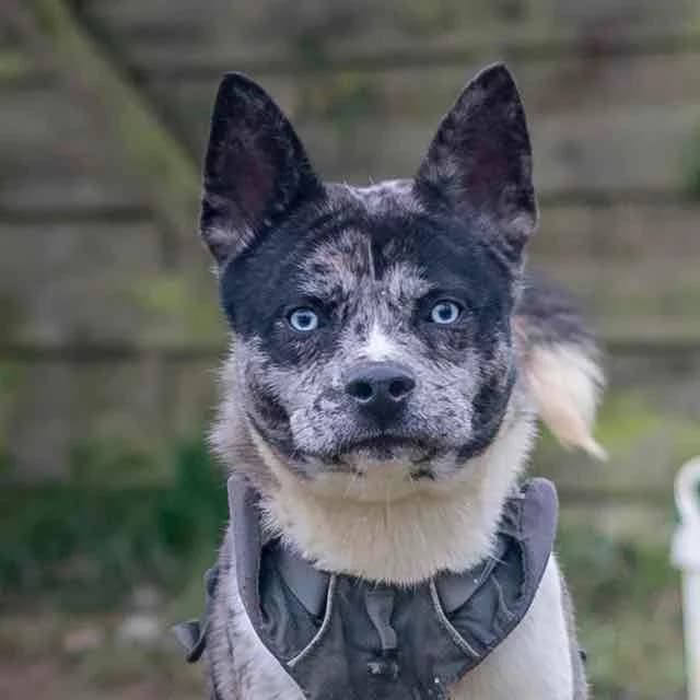 Kiwi, mixed breed for adoption at SPA de Loire Atlantique, Nantes