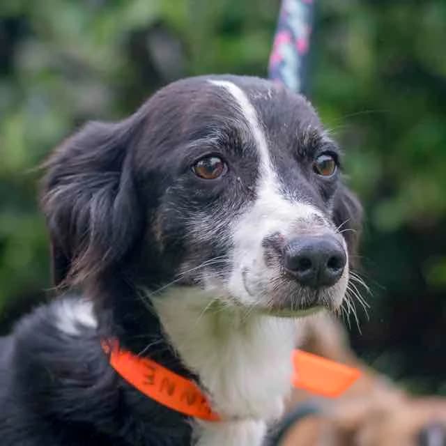 Candy, mixed breed for adoption at SPA de Loire Atlantique, Nantes