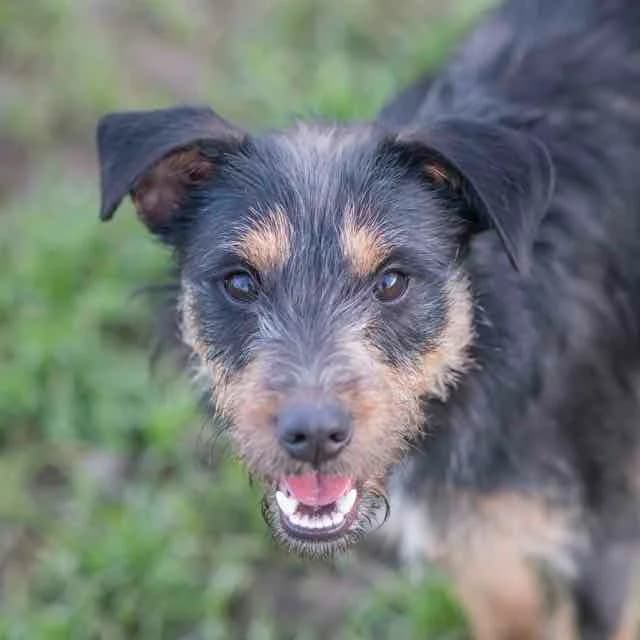 Fear, mixed breed for adoption at SPA de Loire Atlantique, Nantes
