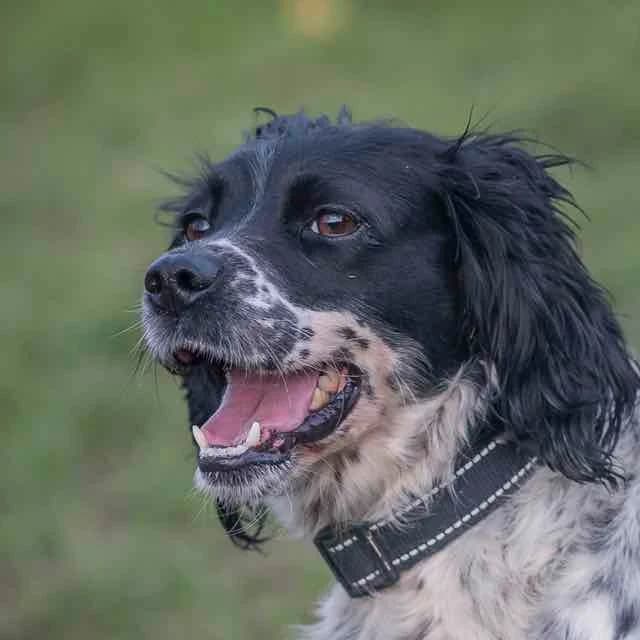Lassie, Mixed Breed for adoption at SPA de Loire Atlantique, Nantes