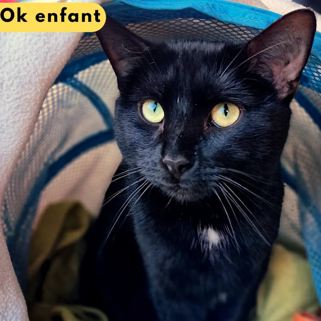 Alpacino, Mixed Breed for adoption at SPA de Loire Atlantique, Nantes