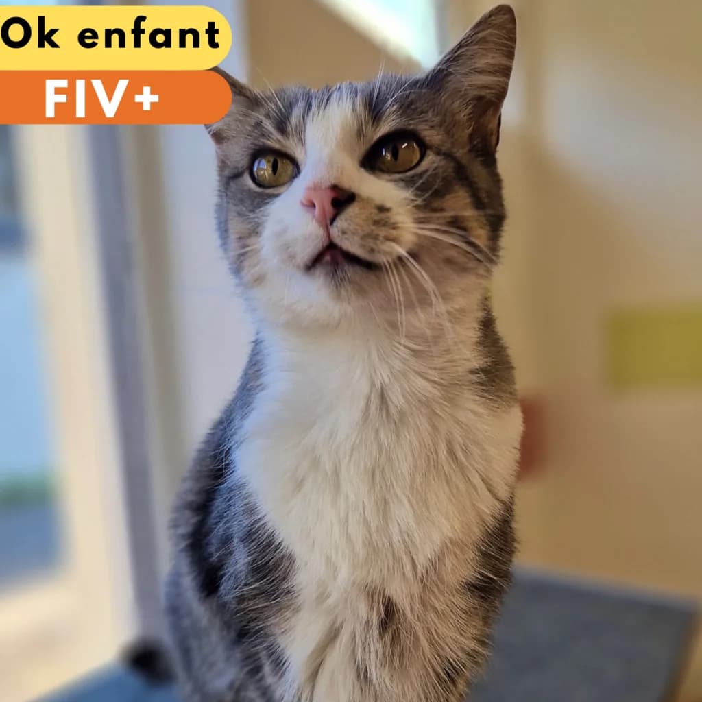 Blini, Mixed Breed for adoption at SPA de Loire Atlantique, Nantes