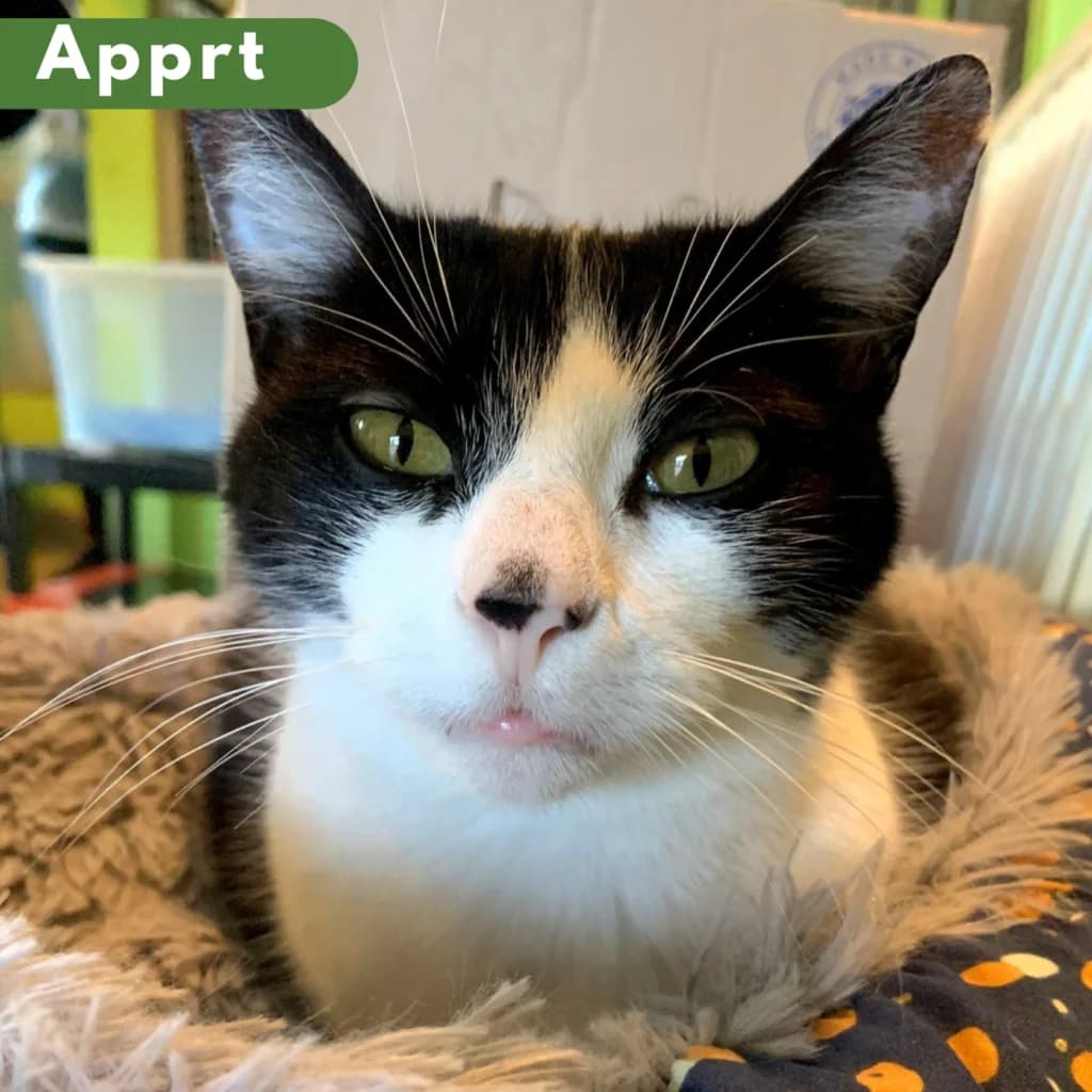Casta, Mixed Breed for adoption at SPA de Loire Atlantique, Nantes