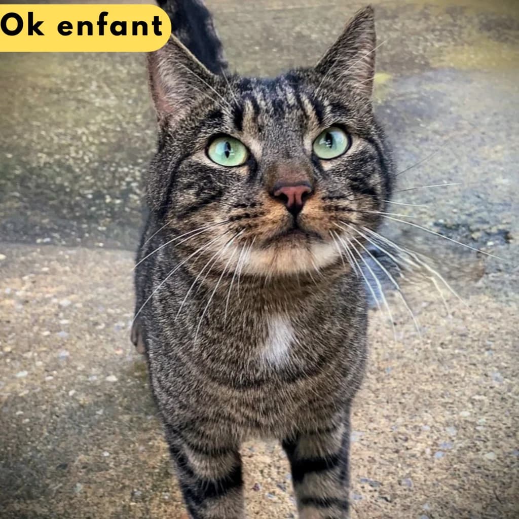 Choubidou, Mixed Breed for adoption at SPA de Loire Atlantique, Nantes