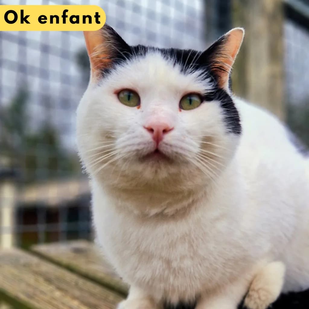 Relou, Mixed Breed for adoption at SPA de Loire Atlantique, Nantes