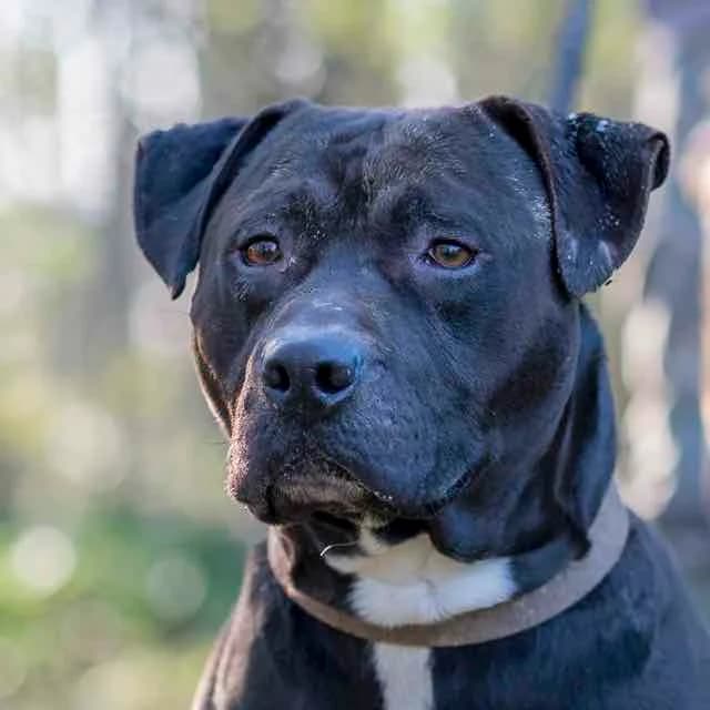 Naps, Labrador Retriever for adoption at SPA de Loire Atlantique, Nantes