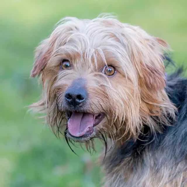 First, Yorkshire Terrier for adoption at SPA de Loire Atlantique, Nantes