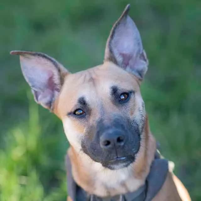 Atika, Belgian Malinois for adoption at SPA de Loire Atlantique, Nantes