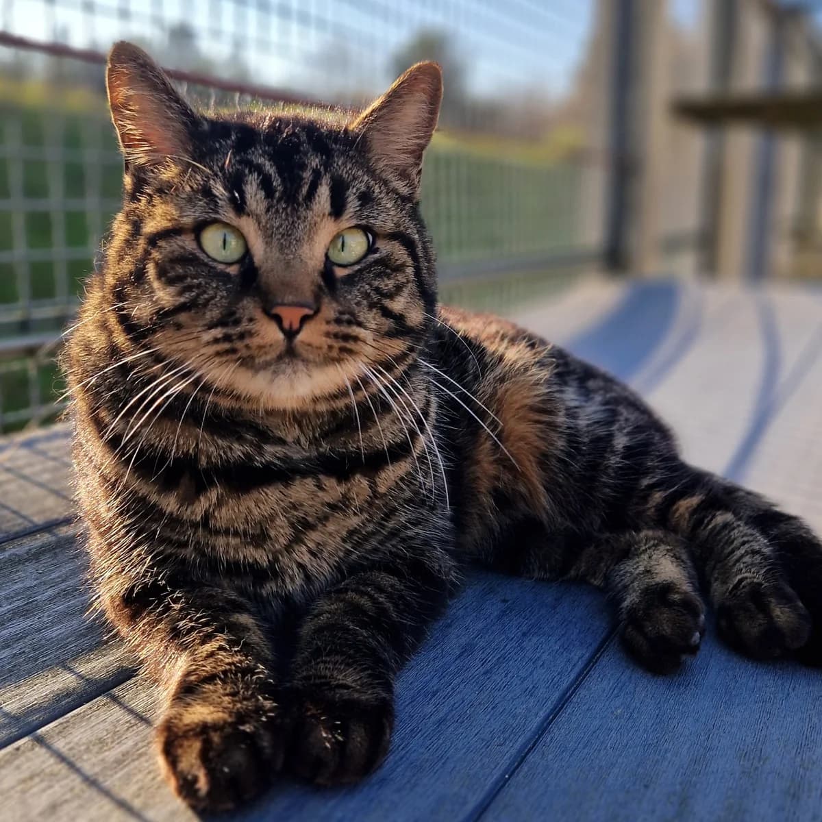 Biscuit, Mixed Breed for adoption at SPA de Loire Atlantique, Nantes