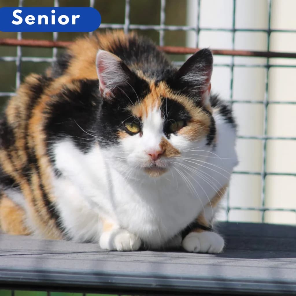 Gribouille, Mixed Breed for adoption at SPA de Loire Atlantique, Nantes