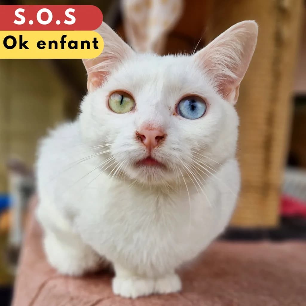 Guizmo, Mixed Breed for adoption at SPA de Loire Atlantique, Nantes