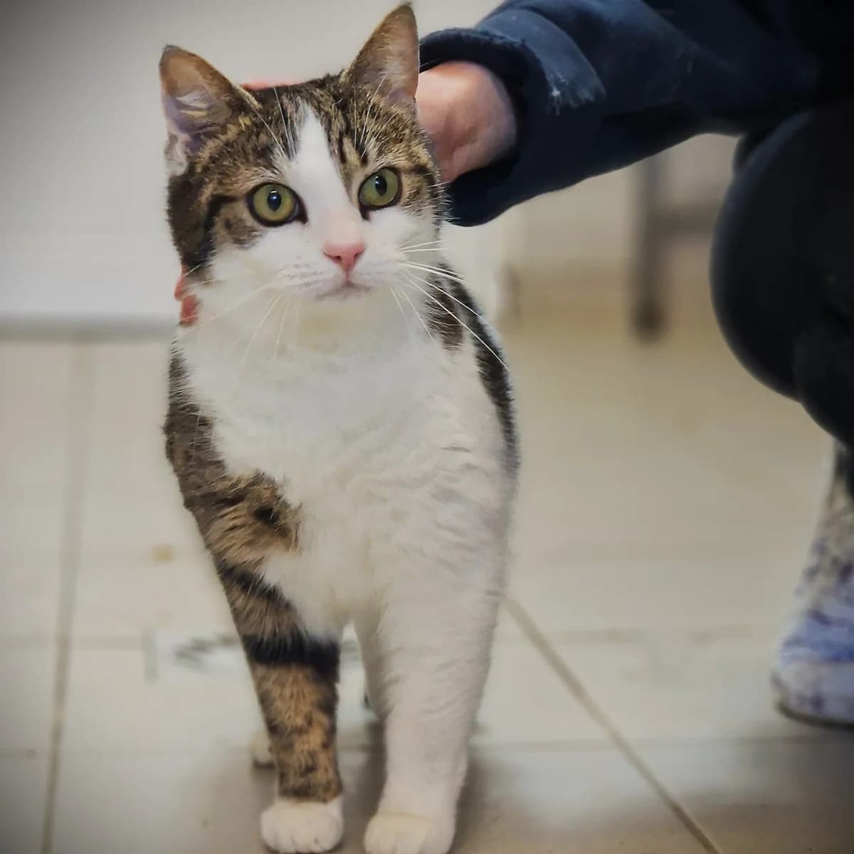 Neda, Mixed Breed for adoption at SPA de Loire Atlantique, Nantes