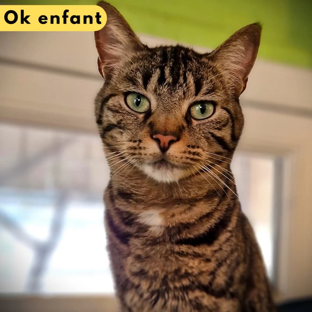 Taïko, Mixed Breed for adoption at SPA de Loire Atlantique, Nantes