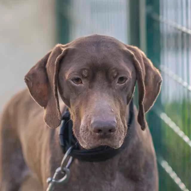 Plume, Mixed Breed for adoption at SPA de Loire Atlantique, Nantes