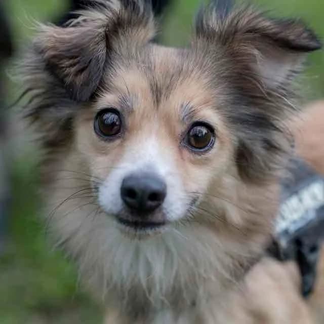 Shirley, female 4yo Chihuahua for adoption at SPA de Loire Atlantique, Nantes