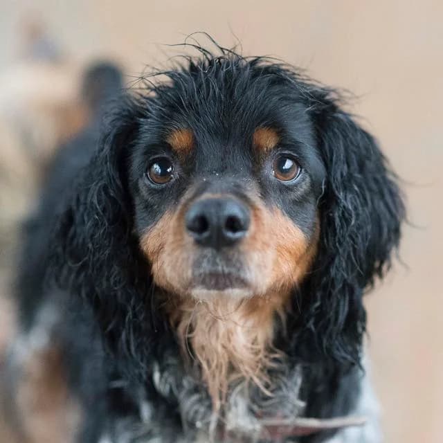 Owen, Mixed Breed for adoption at SPA de Loire Atlantique, Nantes