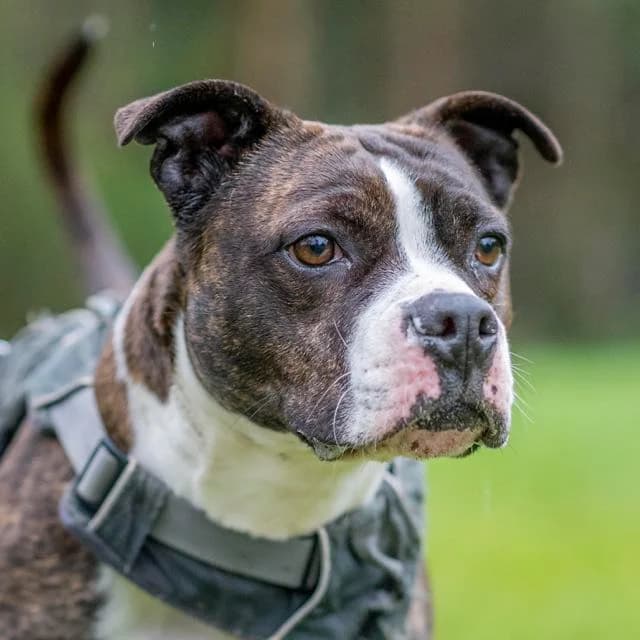 Brioche, Mixed Breed for adoption at SPA de Loire Atlantique, Nantes