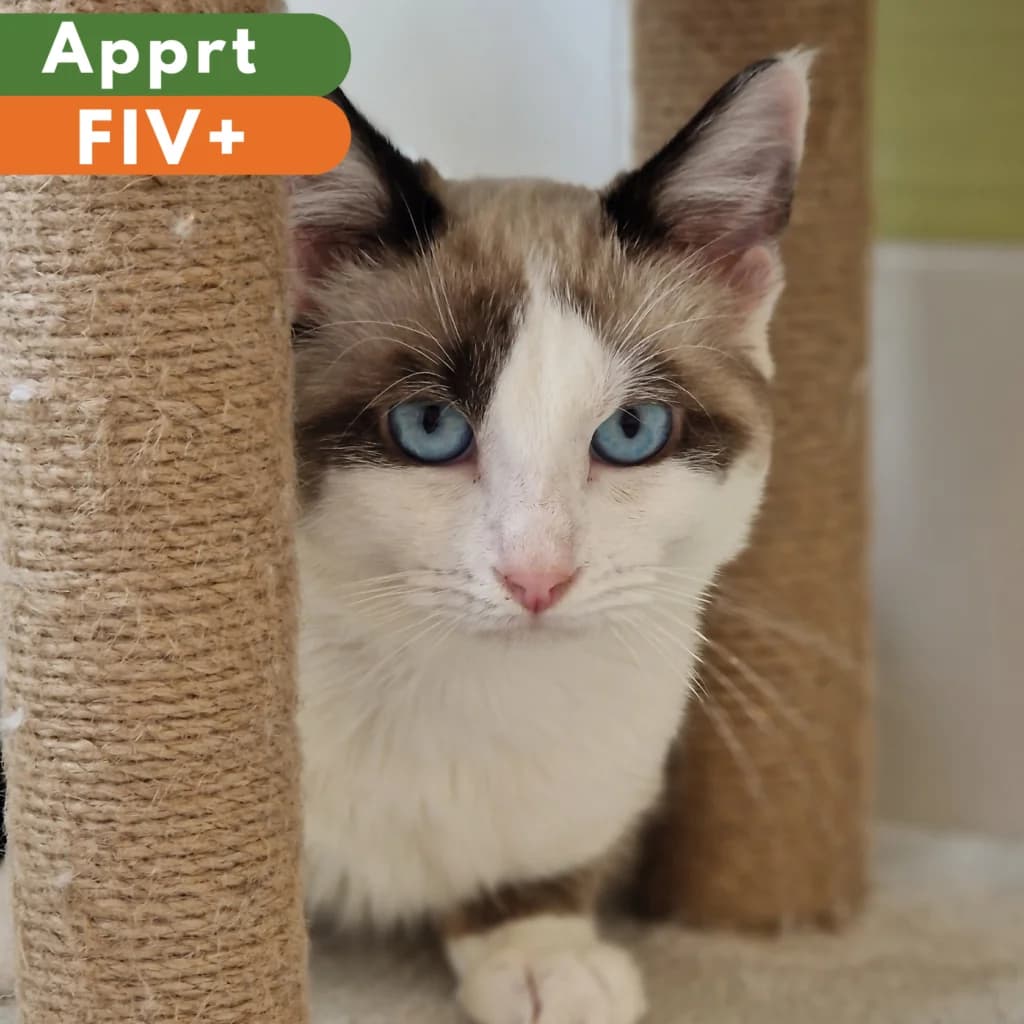 Rock, Mixed Breed for adoption at SPA de Loire Atlantique, Nantes