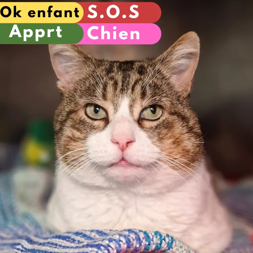Samy, Mixed Breed for adoption at SPA de Loire Atlantique, Nantes
