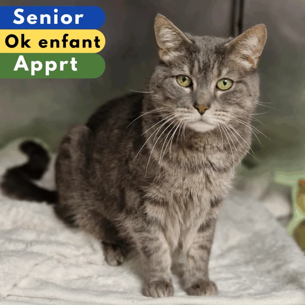 Verlaine, Mixed Breed for adoption at SPA de Loire Atlantique, Nantes