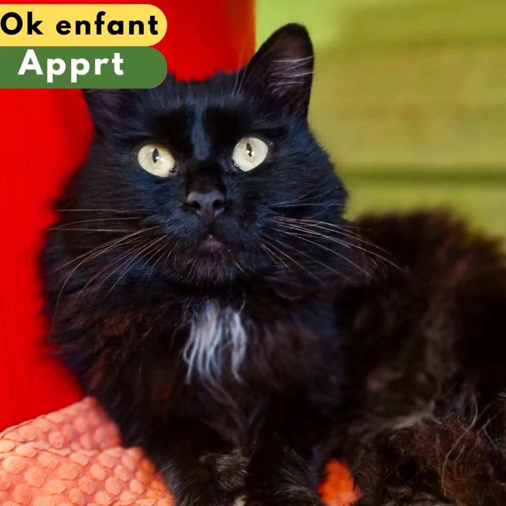 Zarbi, Mixed Breed for adoption at SPA de Loire Atlantique, Nantes