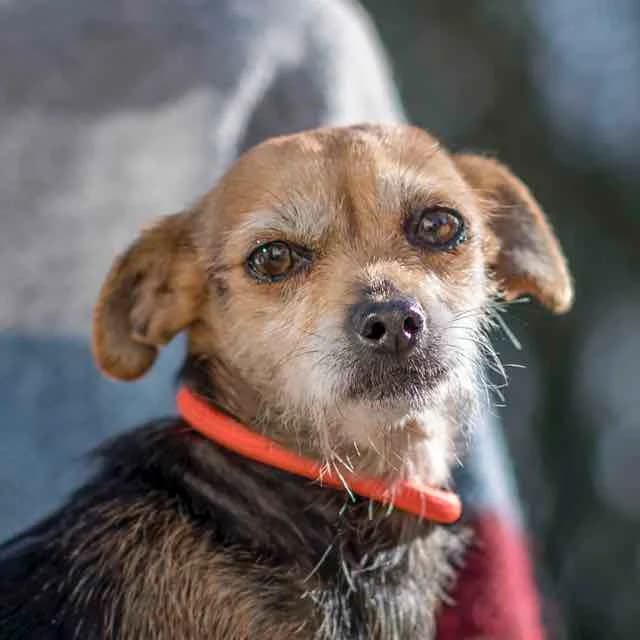 Cajou, Mixed Breed for adoption at SPA de Loire Atlantique, Nantes