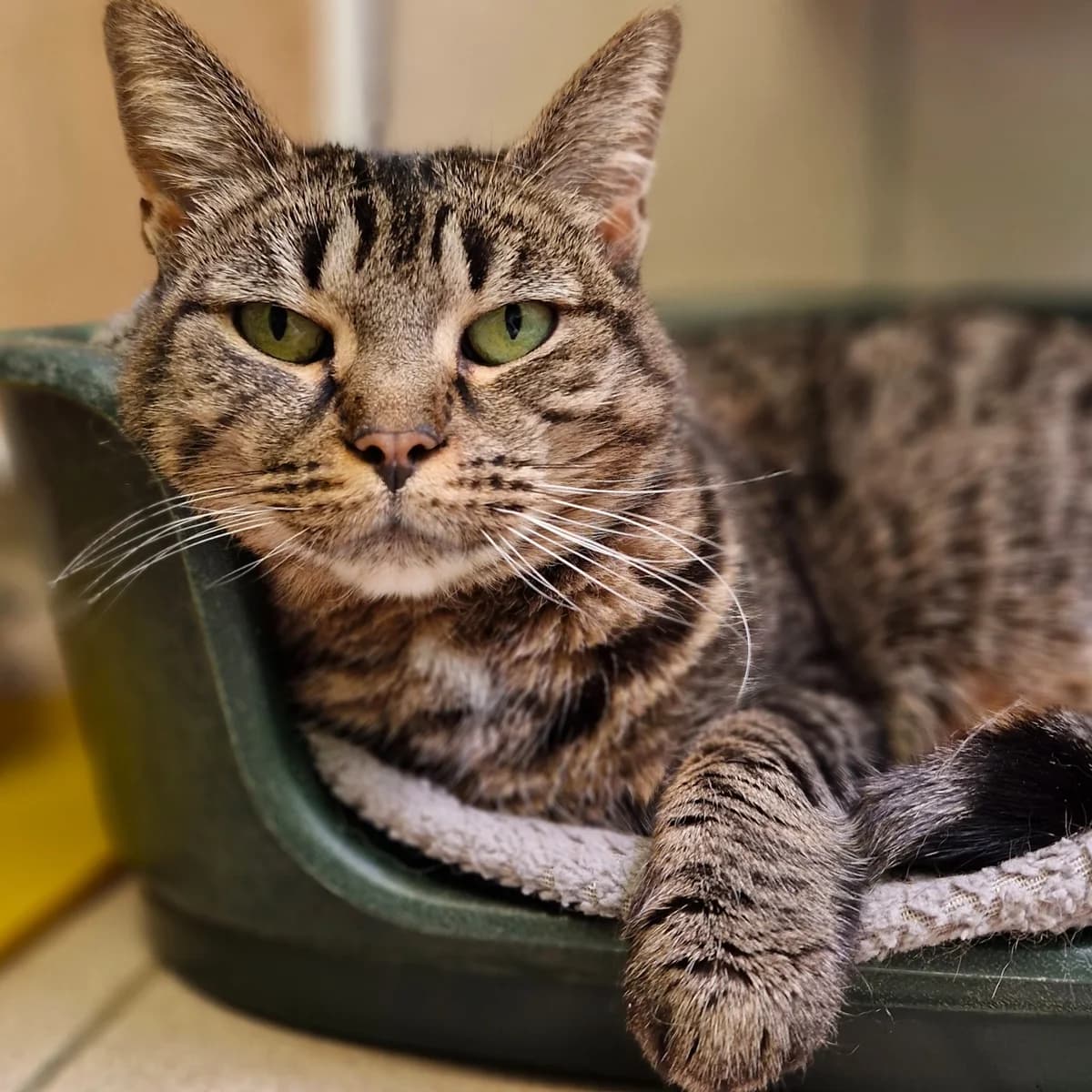 Ysé, Mixed Breed for adoption at SPA de Loire Atlantique, Nantes