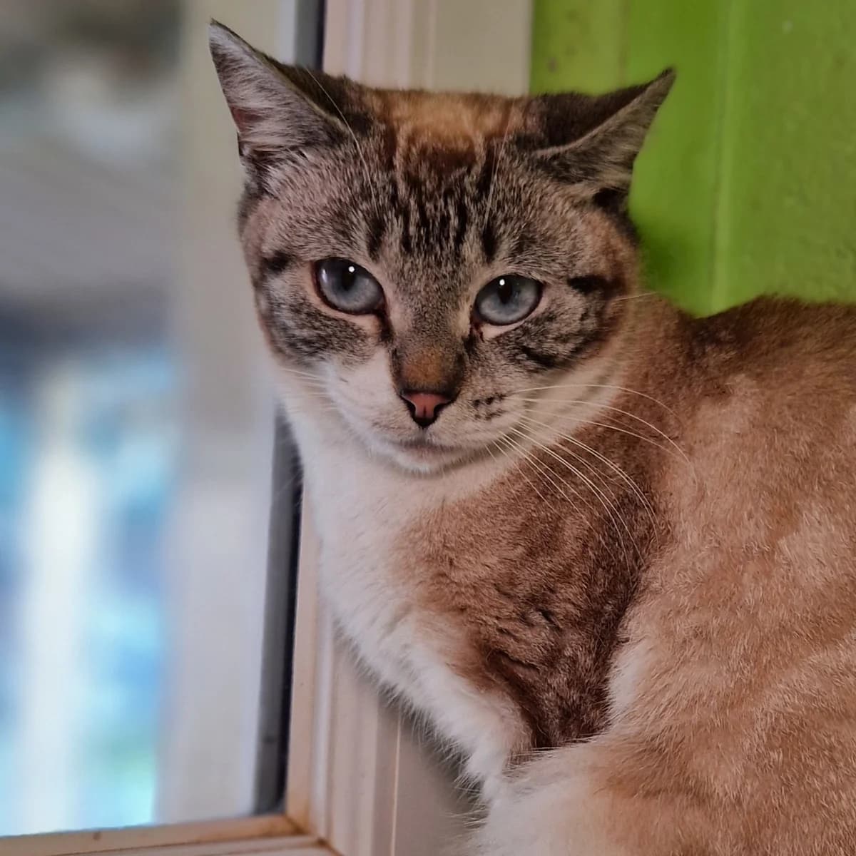 Brisbane, Mixed Breed for adoption at SPA de Loire Atlantique, Nantes