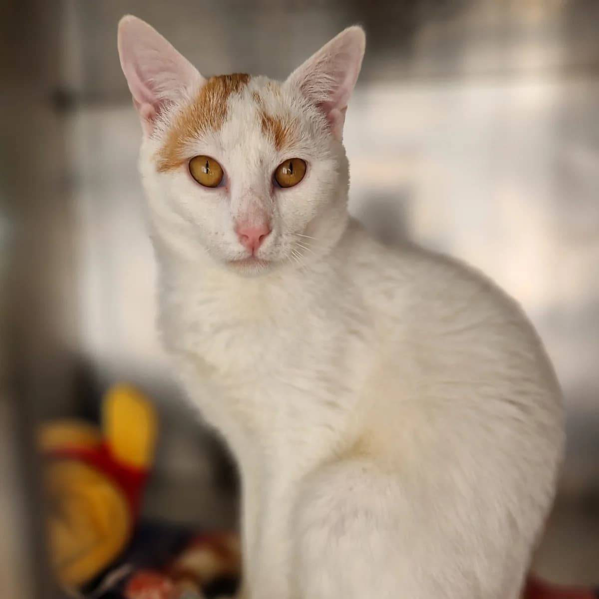 Canberra, Mixed Breed for adoption at SPA de Loire Atlantique, Nantes