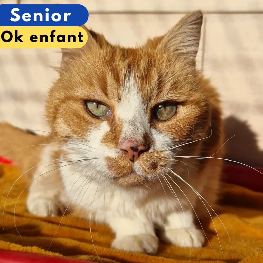 Marcel, Mixed Breed for adoption at SPA de Loire Atlantique, Nantes