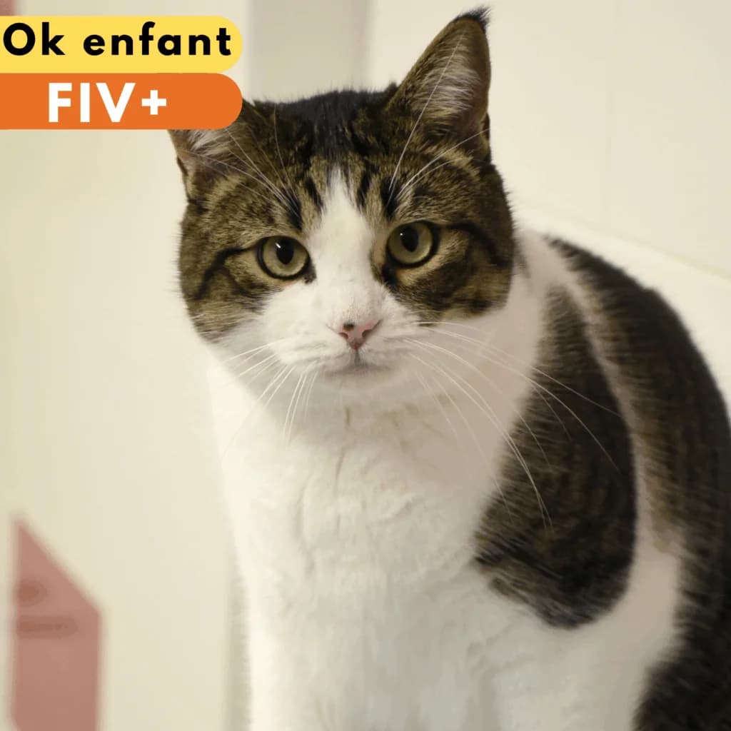 Sydney, Mixed Breed for adoption at SPA de Loire Atlantique, Nantes